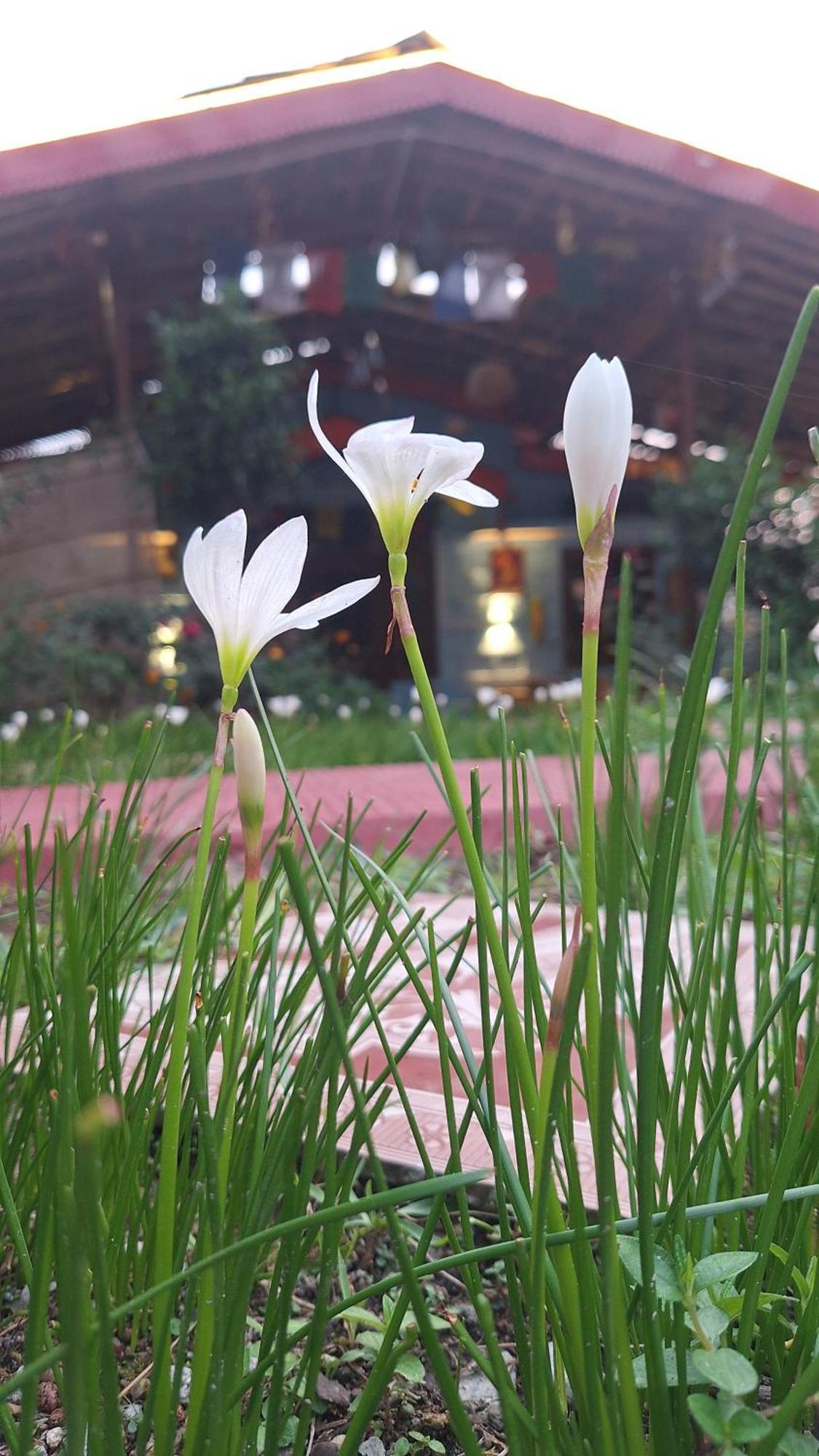 Tathastu Bir -Homestay ,Dorm,Hostel Экстерьер фото